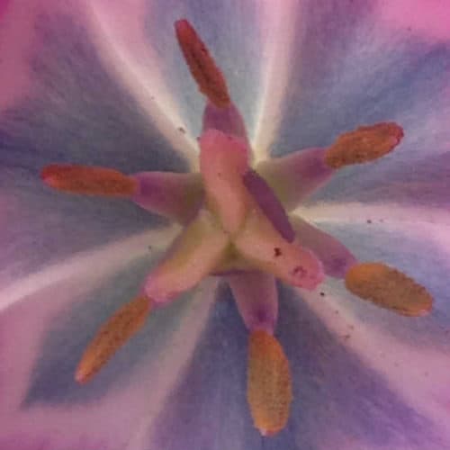 Tu Y Yo Tulipan Rosada