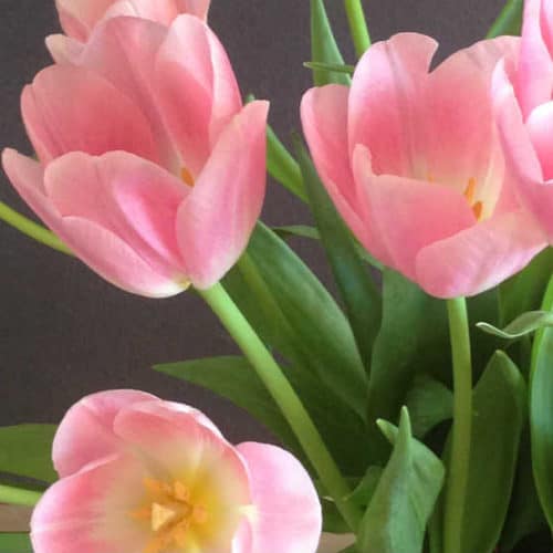 Tu Y Yo Tulipan Rosada